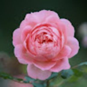 Meet your Posher, Debaleena